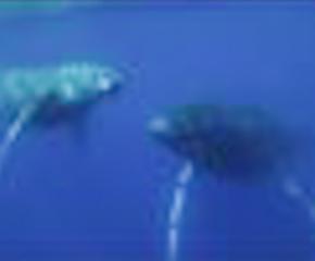 Humpbacks of Ha’apai